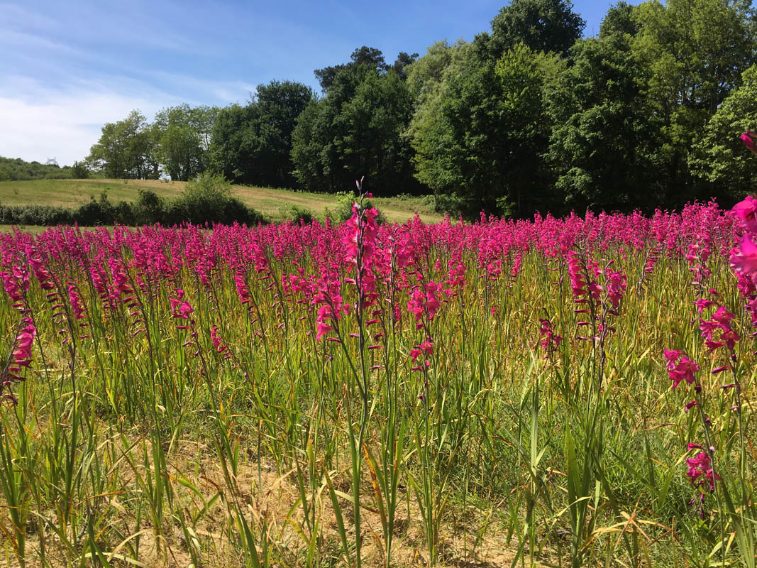 Gladiolus x byzantinus